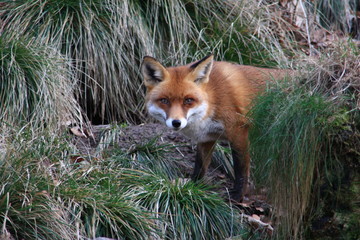 fuchs