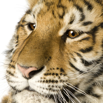 Tiger cub (5 months)