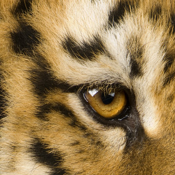 Tiger cub (5 months)