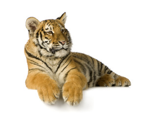 Obraz premium Tiger cub (5 months)