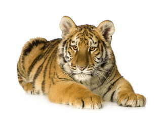 Naklejka premium Tiger cub (5 months)