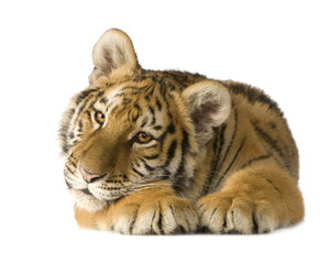 Fototapeta premium Młode tygrysa (5 miesięcy)