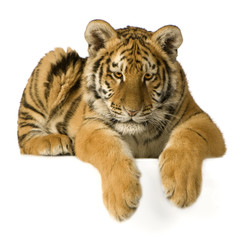 Obraz premium Tiger cub (5 months)