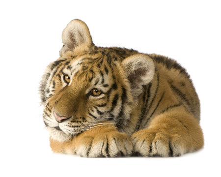 Tiger cub (5 months)