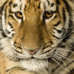 Tiger cub (5 months)