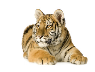 Tiger cub (5 months)