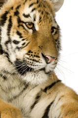 Tiger cub (5 months)