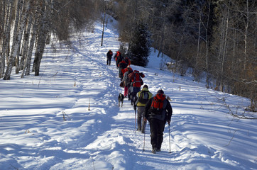 Big snowshoer group climbing in winter birch forest - 5946862