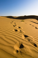 Footprints in the sand dunes - Thar desert, Rajasthan, India