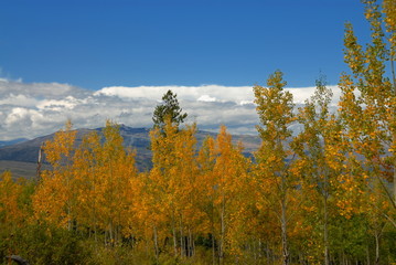 Fototapeta premium Forest in autumn