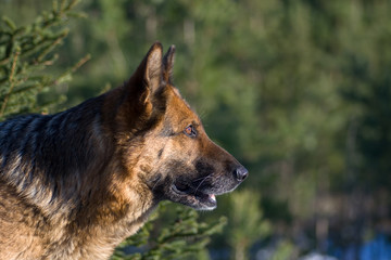 Germany sheepdog portrait on the green backgrounds