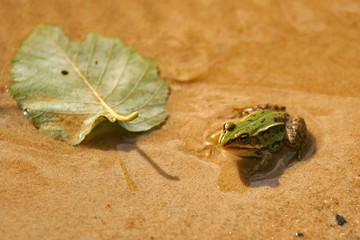 Frog and leaf