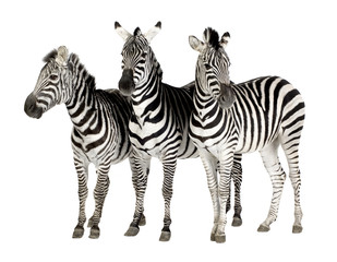 Fototapeta na wymiar Zebra