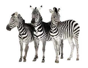 Deurstickers Zebra © Eric Isselée
