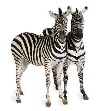 Fototapeta Zebra