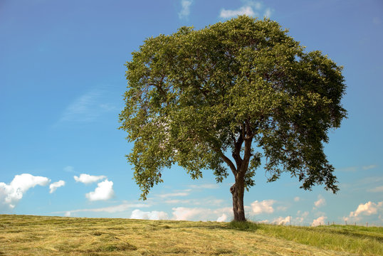 Baum