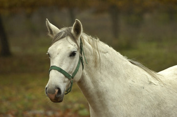 Obraz premium lippizaner