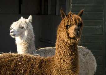 alpaca
