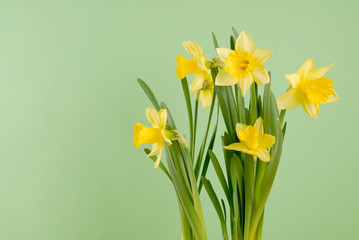 Daffodils (Spring Flowers)