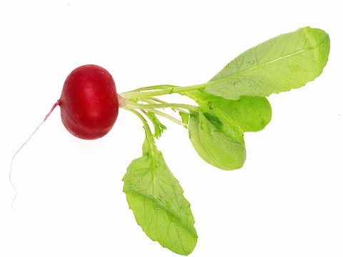 radischen