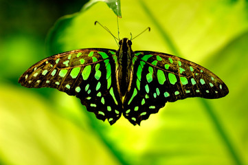 butterfly with green background