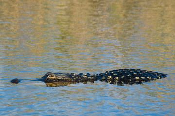 American alligator