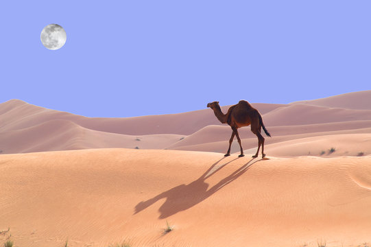 3 211 Best Dromadaire Images Stock Photos Vectors Adobe Stock
