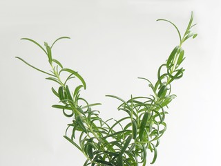 rosemary green herb plant
