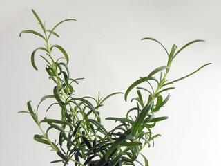 aromatish herb rosemary 
