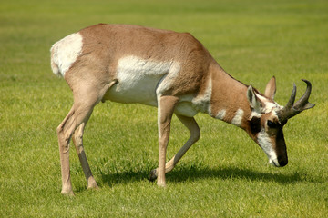 antelope