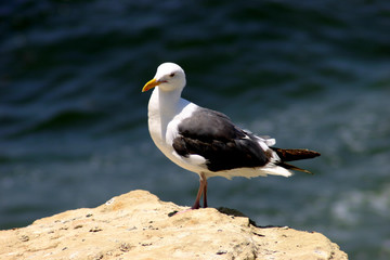 seagull