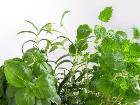 herbs in my kitchen