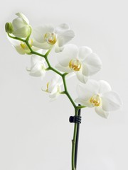 twig of orchid flowers