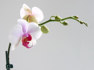 pink and purble orchid