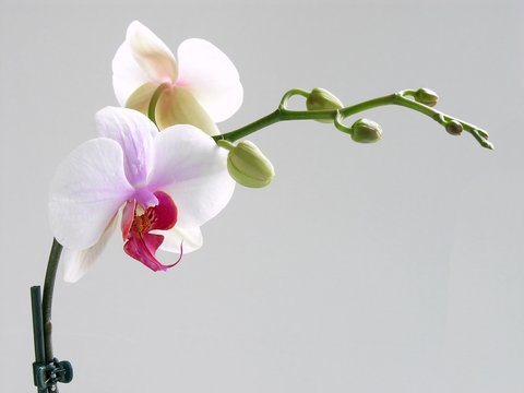 pink and purble orchid