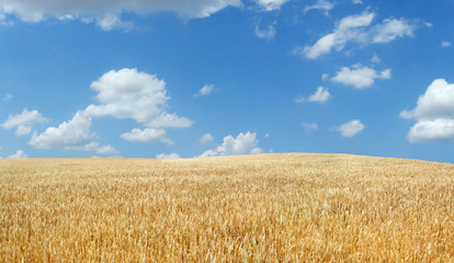 Wheat field under blue sky