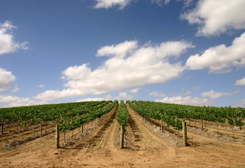 Fototapeta na wymiar Australian vineyard - wide view