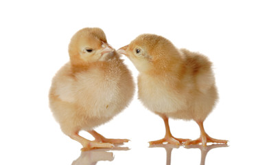 Two fluffy baby chicken isolated against white background