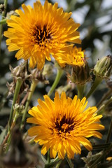 Blooming first wild spring flowers 