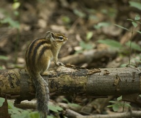 Ecureuil de Sibérie - Tamia rayé
