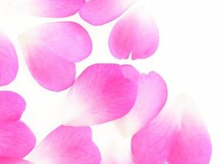 Close-up of pink rose flowers petals against white background