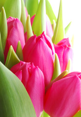 Gros plan du bouquet de tulipes roses sur fond blanc