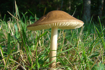 Plutée,aude,pyrénées