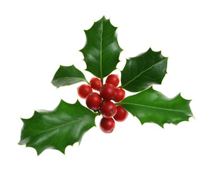 Sprig of European holly (Ilex aquifolium) isolated on white