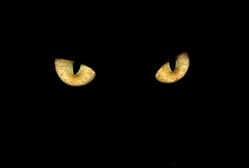 Katzenaugen im Dunkeln