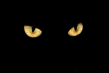 Fototapete Panther Katzenaugen im Dunkeln