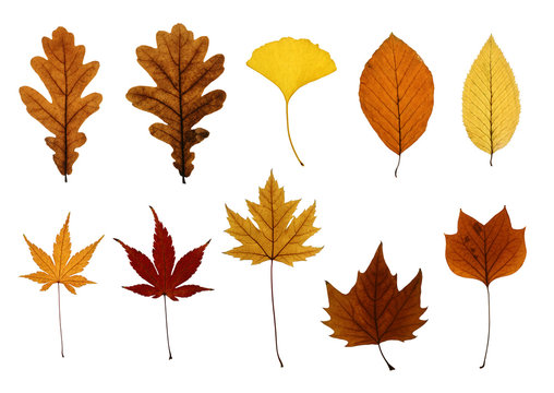 Collection of Autumn Leaves Isolated on White