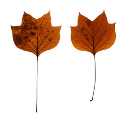 Autumn leaves of American tulip tree isolated on white