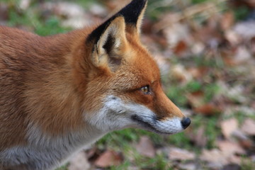 fuchs