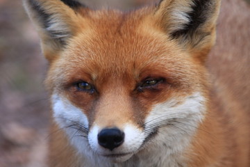 Fototapeta premium fuchs